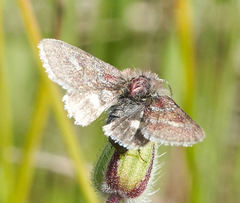 Schinia pulchripennis