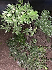 Magnoliopsida