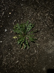 Taraxacum