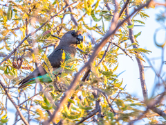 Poicephalus meyeri transvaalensis