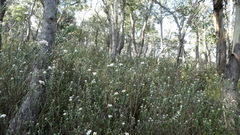 Pimelea nivea