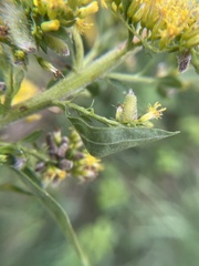 Rhopalomyia anthophila