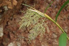 Joinvillea plicata