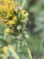 Rhopalomyia anthophila