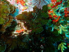 Exallosorus harveyanus