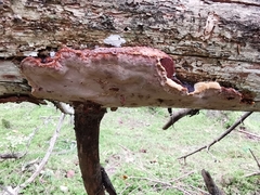 Phellopilus nigrolimitatus