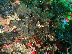 Exallosorus harveyanus