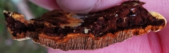 Phellopilus nigrolimitatus