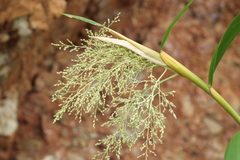 Joinvillea plicata