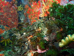 Exallosorus harveyanus