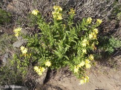 Senecio bahioides