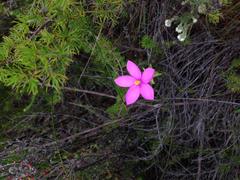Chironia melampyrifolia