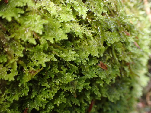 Radula obtusiloba ssp. polyclada