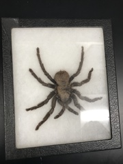 Aphonopelma madera