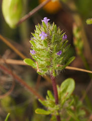 Pogogyne zizyphoroides