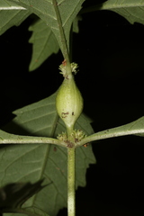 Neolasioptera lycopi