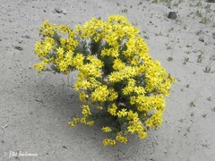 Senecio bahioides