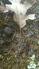 Phytophthora ramorum