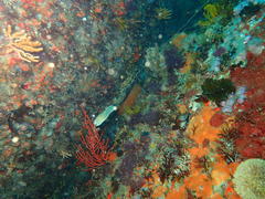 Haploblepharus pictus