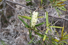 Grevillea exul