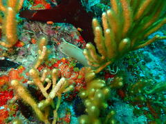 Haploblepharus pictus