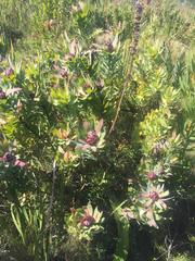 Leucadendron sessile