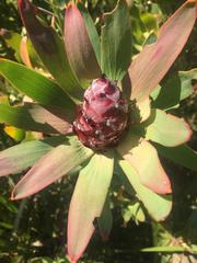Leucadendron sessile