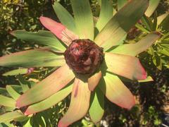 Leucadendron sessile