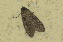 Machadoia xanthosticta