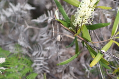 Grevillea exul