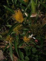 Justicia croceochlamys