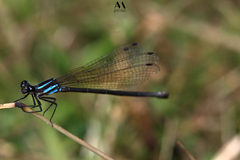 Argia talamanca