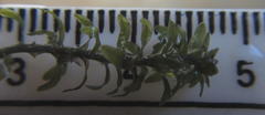 Lagarosiphon major