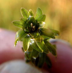 Lagarosiphon major