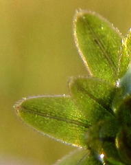 Lagarosiphon major