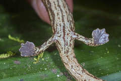 Cukra Mushroomtongue Salamander photo 5