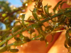 Lagarosiphon major