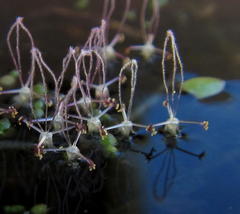 Lagarosiphon major