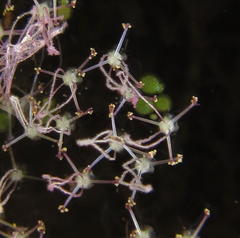 Lagarosiphon major