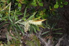 Grevillea exul