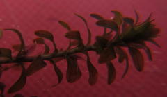 Lagarosiphon major