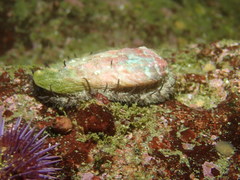 Haliotis walallensis