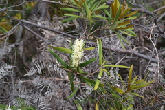 Grevillea exul