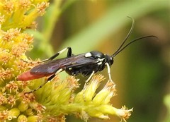 Ichneumon devinctor