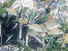 Haemulon carbonarium