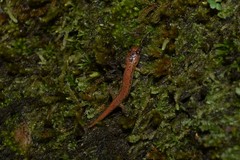 Desmognathus carolinensis