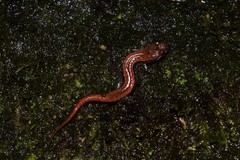 Desmognathus carolinensis