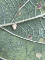 Celticecis pyriformis