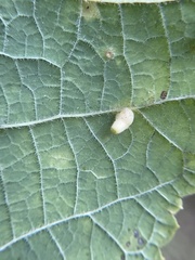 Celticecis pyriformis