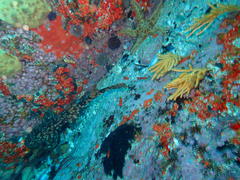 Haploblepharus pictus